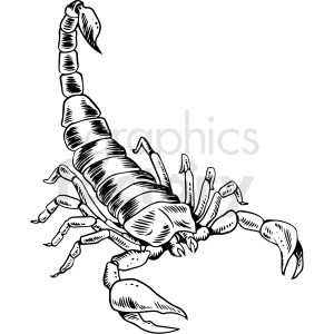 black white scorpion vector clipart clipart. Commercial use image # 412656