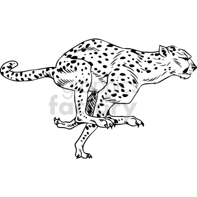 black white leopard clipart