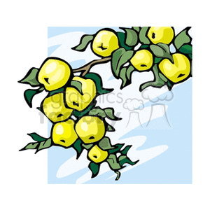 Golden Delicious Apples on a Heavy Branch clipart. Commercial use image # 128255