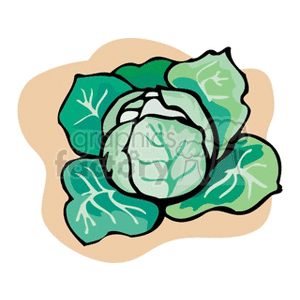 Leafy Large Cabbage clipart.