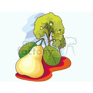 Pear displayed against pear tree clipart. Commercial use image # 128451