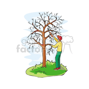 Person triming a tree clipart. Royalty-free image # 128763