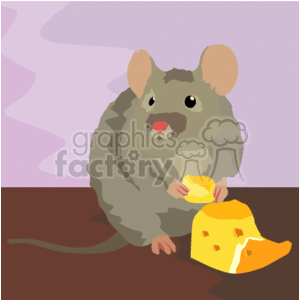 The clipart image shows a cartoon illustration of a gray rat eating a piece of cheese. It has a red nose, and appears to be looking right at you - as if it has been spooked by someone