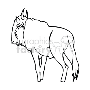 This image shows a black and white buffalo drawing. It is looking away from you. It has a bushy tail , 2 short horns, and the appearance of a lot of fur.