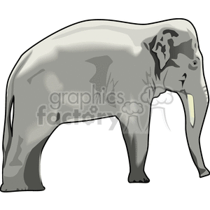 Large Asian elephant clipart. Royalty-free image # 129612
