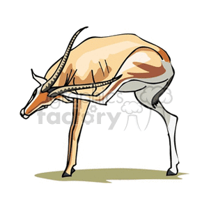 clipart - African gazelle scratching ear with hoof.