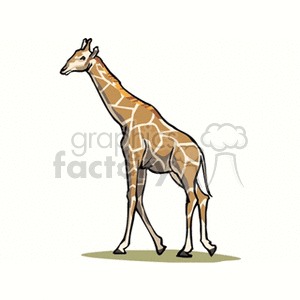 Walking giraffe  clipart. Commercial use image # 129694