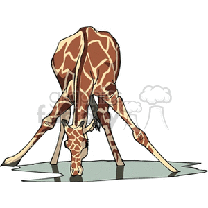 Giraffe bending down to drink clipart. Commercial use image # 129696