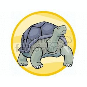Forward facing Giant tortoise  clipart. Royalty-free image # 129879