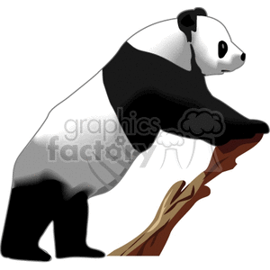 Full body side profile of Giant Panda clipart. Royalty-free image # 130034