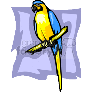 Blue and Gold Macaw perched on tree branch clipart. Royalty-free image # 130175