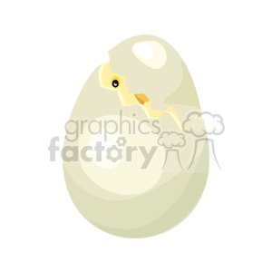 Baby chick peaking from hatching egg clipart. Commercial use image # 130234