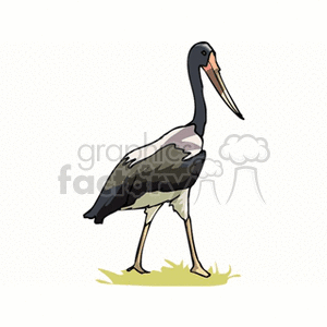 Crane walking on grass