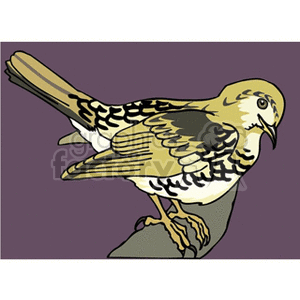 Hermit thrush perched on branch clipart. Royalty-free image # 130457