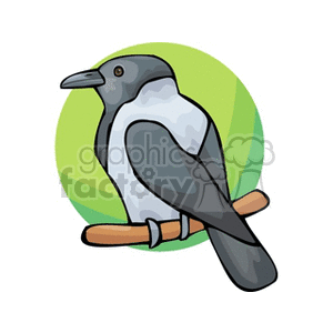 Hooded crow perchend on a limb clipart. Royalty-free icon # 130459