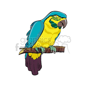 Small blue and gold macaw perched clipart. Royalty-free image # 130495