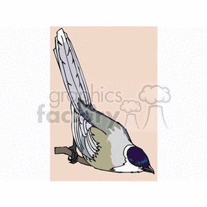 Perched magpie looking down clipart. Commercial use image # 130497