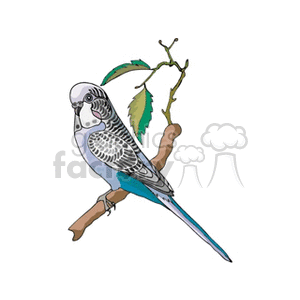 Blue parakeet perched on a branch clipart. Royalty-free image # 130534