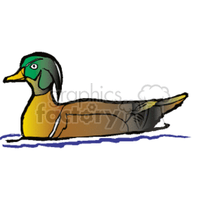 Northern Pintail duck swimming clipart. Commercial use image # 130593