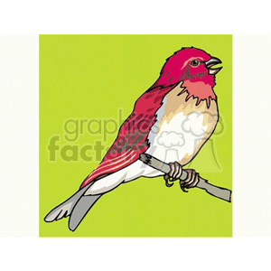 Red bodied bird with white underbelly perched on a branch clipart. Royalty-free image # 130608