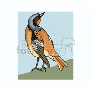 Redstart standing on ground clipart. Commercial use image # 130612