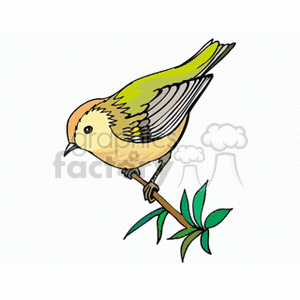 Green and brown swallow perched on branch clipart. Commercial use image # 130663