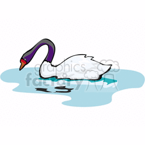 White swan with a black neck in water clipart. Commercial use image # 130675