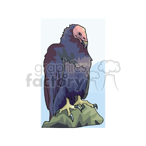 Buzzard sitting on a rock