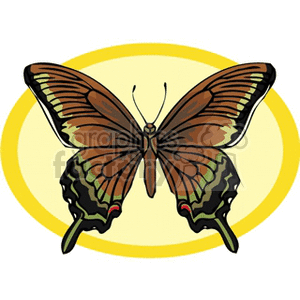 brown and black butterfly with yellow background clipart. Royalty-free image # 130759
