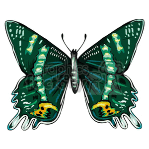 butterfly with emerald green wings clipart. Royalty-free image # 130771