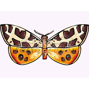 orange white and borwn winged butterfly on light pink background