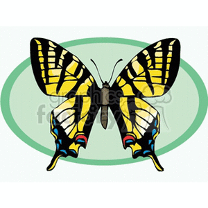 butterfly with yellow and black wings on green background