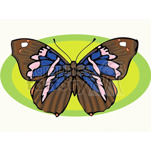 brown pink and blue winged butterfly