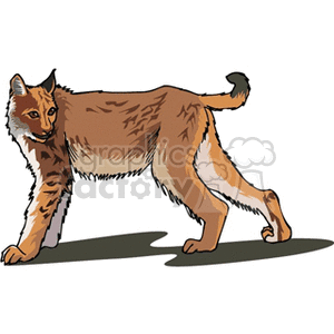 Full body side profile of a Canadian Lynx clipart. Commercial use image # 131061