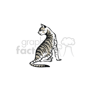 Gray tabby cat looking over shoulder