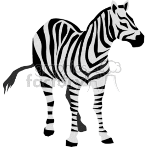 clipart - wild zebra.