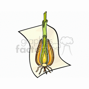 Cartoon plant diagram clipart. Royalty-free image # 138740