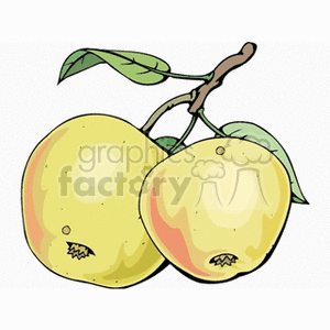   fruit food apple apples  apples131.gif Clip Art Food-Drink Fruit 