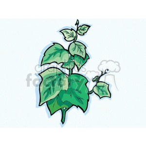 Green crawling ivy