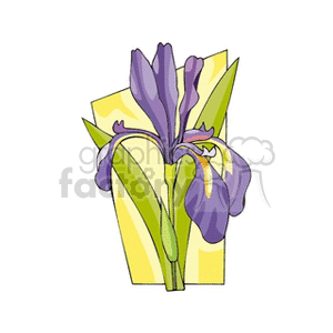 Purple iris with yellow background