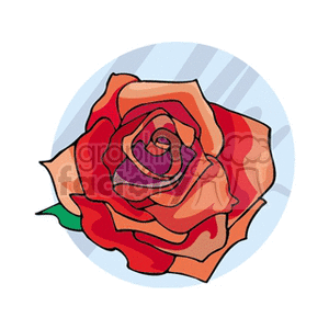 red rose clipart.