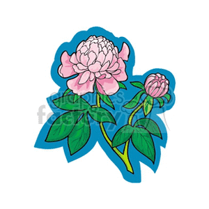 Pink peonies clipart. Royalty-free image # 151337