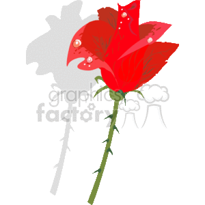 Red cartoon rose with water drops on it