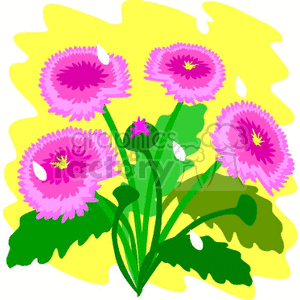 Four pink flowers
