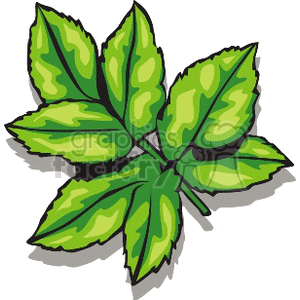 Leaves clipart. Royalty-free image # 151689