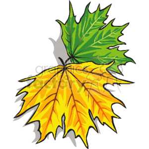 Fall Maple leaves clipart. Royalty-free image # 151691