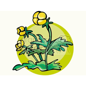 globeflower1312 clipart. Commercial use image # 152060
