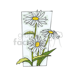 wildcamomile clipart. Commercial use image # 152394