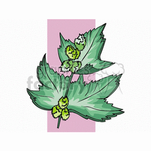 xanthium clipart. Commercial use image # 152400