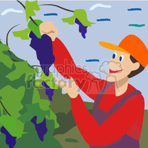   farmer farmers people farm farms country man guy grapes vine grape fruit  farmer005.gif Clip Art People Farmer 